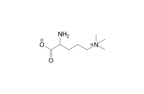 2-Amino-5-trimethylammmonium Pentanoate