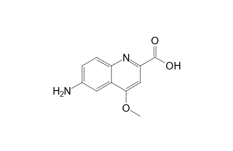 6-amino-4-methoxy-2-quinolinecarboxylic acid