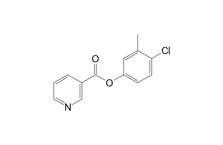 Nicotinic acid, 3-methyl-4-chlorophenyl ester