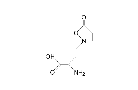 2-(3-Amino-3-carboxy-propyl)-isoxazolin-5-one