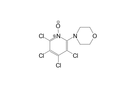 4-(3,4,5,6-tetrachloro-1-oxido-2-pyridinyl)morpholine