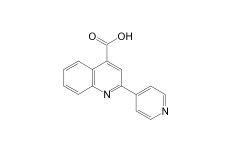 2-(4-pyridyl)cinchoninic acid