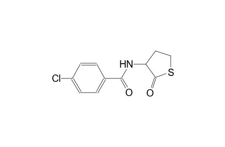 4-chloro-N-(2-oxotetrahydro-3-thienyl)benzamide