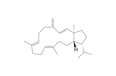 Sesterviolene F