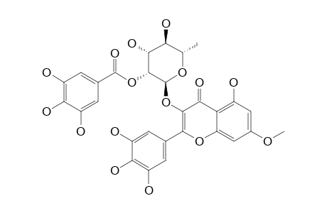 MYRICETIN-3-O-(2''-O-GALLOYL)-ALPHA-RHAMNOPYRANOSIDE-7-METHYLETHER