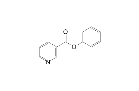 Nicotinic acid phenyl ester