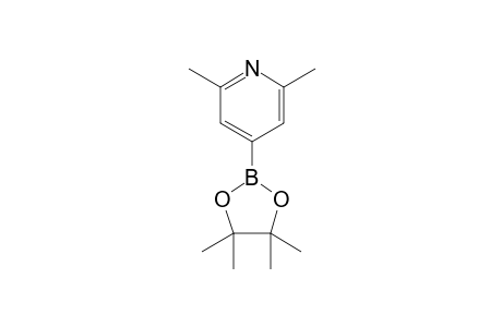 2,6-Dimethyl-4-(4,4,5,5-tetramethyl-1,3,2-dioxaborolan-2-yl)pyridine