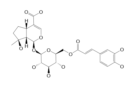 2'-O-CAFFEOYL-MUSSAENOSIDIC-ACID