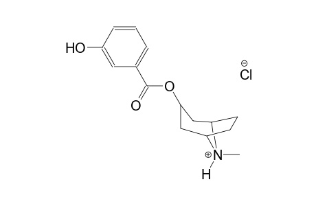 3-[(3-hydroxybenzoyl)oxy]-8-methyl-8-azoniabicyclo[3.2.1]octane chloride