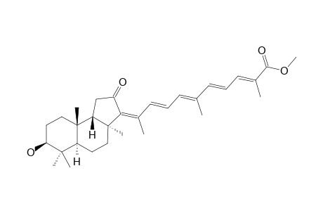 RHABDASTRELLIN_F