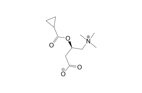 3-CYCLOPROPANOYL-CARNITINE
