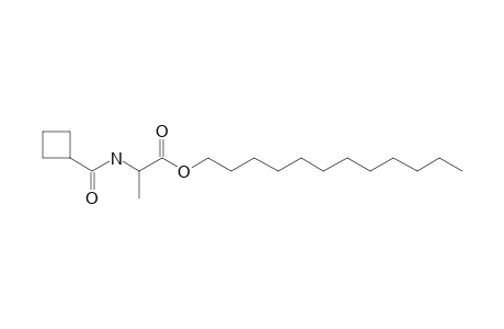 L-Alanine, N-cyclobutylcarbonyl-, dodecyl ester