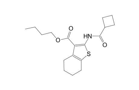 butyl 2-[(cyclobutylcarbonyl)amino]-4,5,6,7-tetrahydro-1-benzothiophene-3-carboxylate