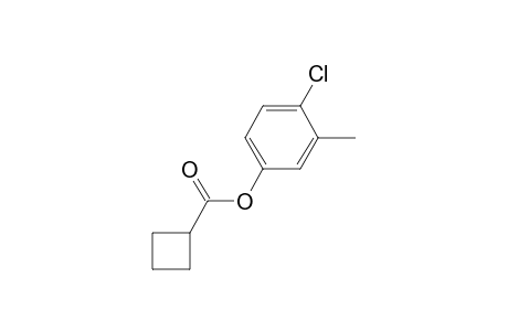 Cyclobutanecarboxylic acid, 3-methyl-4-chlorophenyl ester