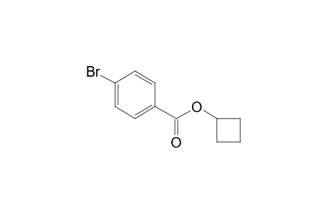 Cyclobutyl 4-bromobenzoate