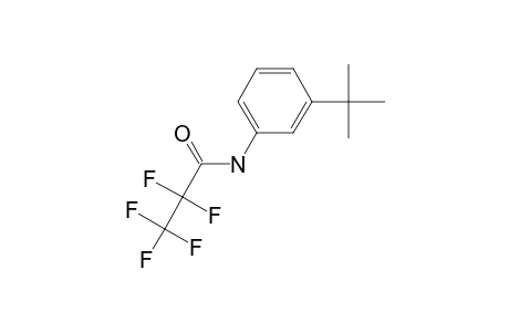 3-(Tert-butyl)aniline, N-pentafluoropropionyl-