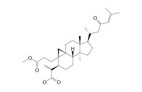 CARINATIN_E