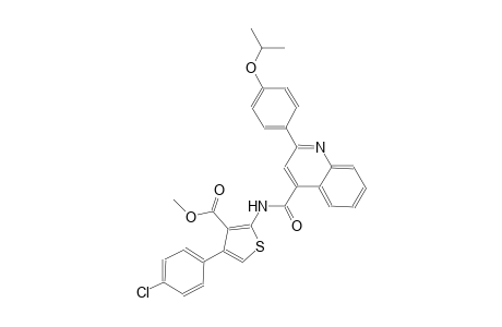 methyl 4-(4-chlorophenyl)-2-({[2-(4-isopropoxyphenyl)-4-quinolinyl]carbonyl}amino)-3-thiophenecarboxylate