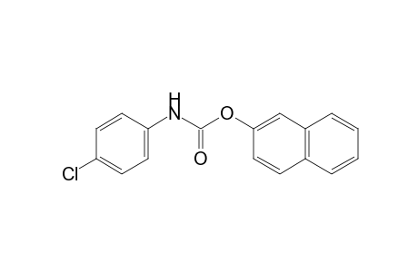 2-naphthol, p-chlorocarbanilate