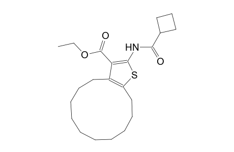 ethyl 2-[(cyclobutylcarbonyl)amino]-4,5,6,7,8,9,10,11,12,13-decahydrocyclododeca[b]thiophene-3-carboxylate