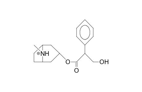 Atropinium cation (anti-methyl)