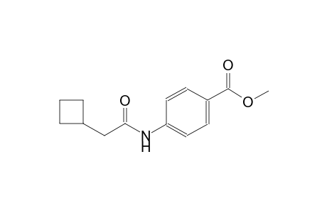 benzoic acid, 4-[(cyclobutylacetyl)amino]-, methyl ester