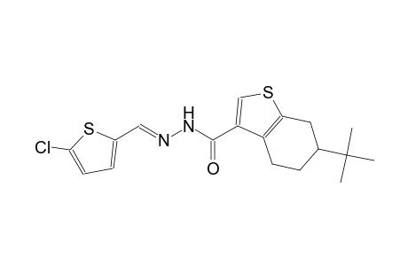 6-tert-butyl-N'-[(E)-(5-chloro-2-thienyl)methylidene]-4,5,6,7-tetrahydro-1-benzothiophene-3-carbohydrazide