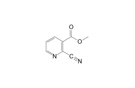 2-cyanonicotinic acid, methyl ester