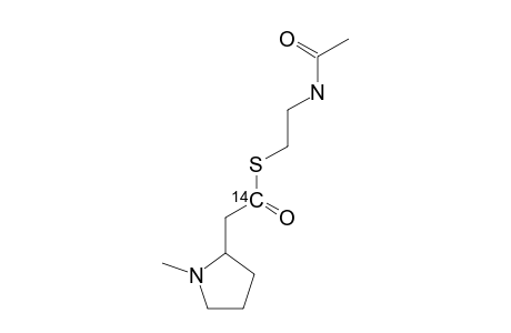 [2'-(14)C]-1-METHYLPYRROLIDINE-2-ACETIC-ACID-N-ACETYL-CYSTEAMINE-THIOESTER