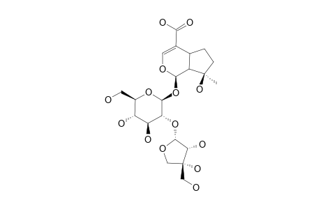INERMINOSIDE-A1;2'-O-(BETA-D-APOIFURANOSYL)-MUSSAENOSIDIC-ACID