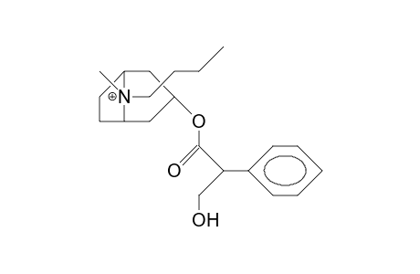 N-Butyl-atropinium cation (syn-butyl)