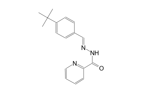 N'-[(E)-(4-tert-butylphenyl)methylidene]-2-pyridinecarbohydrazide