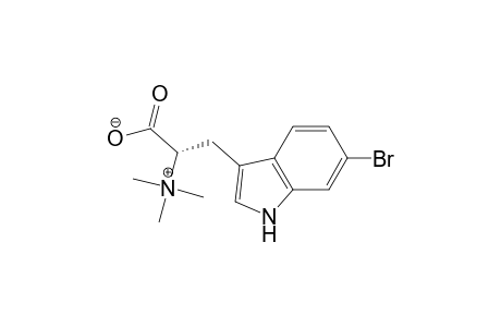 (2S)-3-(6-bromanyl-1H-indol-3-yl)-2-(trimethylazaniumyl)propanoate