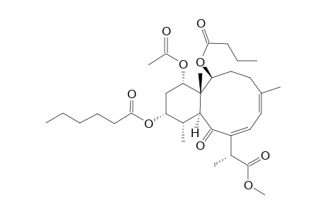 BRIAREOLATEESTER-J