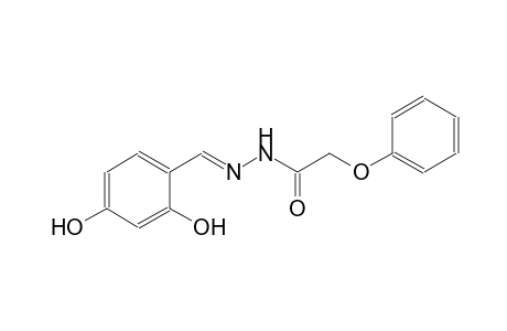 N'-[(E)-(2,4-dihydroxyphenyl)methylidene]-2-phenoxyacetohydrazide