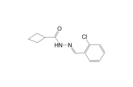 cyclobutanecarboxylic acid, 2-[(E)-(2-chlorophenyl)methylidene]hydrazide