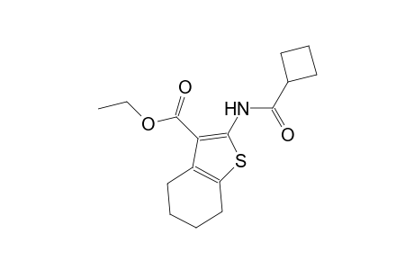 ethyl 2-[(cyclobutylcarbonyl)amino]-4,5,6,7-tetrahydro-1-benzothiophene-3-carboxylate