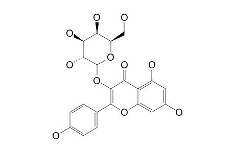 KAEMPFEROL-3-O-GALACTOSIDE