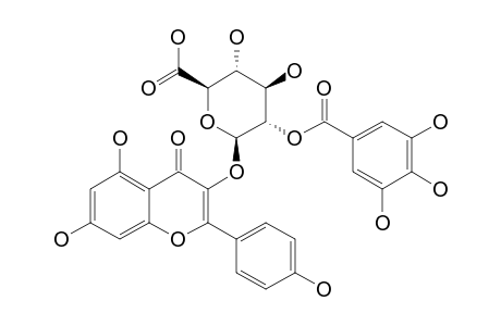 KAEMPFEROL-3-O-(2''-O-GALLOYL)-GLUCURONIDE