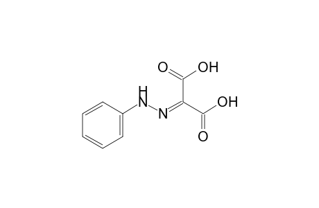 Mesoxalic acid, phenylhydrazone