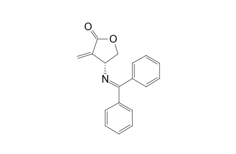 BETA-(DIPHENYL-METHYLENE)-AMINO-ALPHA-METHYLENE-GAMMA-BUTYROLACTONE