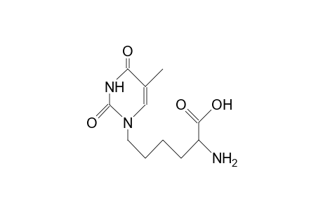 2-Amino-6-(thymine-N(1)-yl)-hexanoic acid