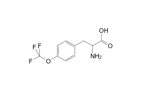 2-Amino-3-[4-(trifluoromethoxy)phenyl]propanoic acid