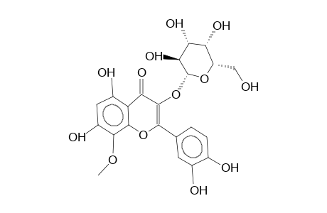 GOSSYPETIN 8-METHYL ETHER 3-GALACTOSIDE