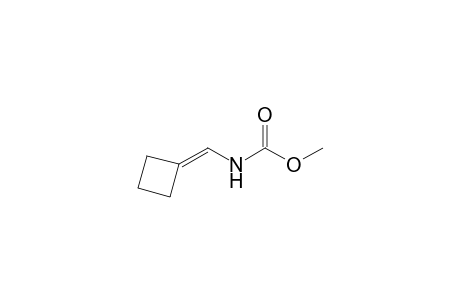 (N-Methoxycarbonylamino)methylenecyclobutane