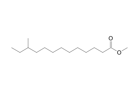 11-methyltridecanoate <methyl->