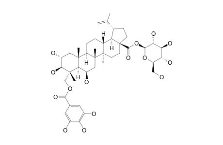 QUADRANOSIDE-XI;23-O-GALLOYL-2-ALPHA,3-BETA,6-BETA-TRIHYDROXY-LUP-20(29)-EN-28-OIC-ACID-28-O-BETA-D-GLUCOPYRANOSIDE