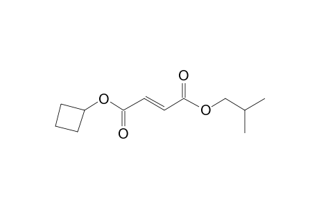 Fumaric acid, cyclobutyl isobutyl ester