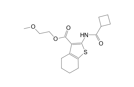 2-methoxyethyl 2-[(cyclobutylcarbonyl)amino]-4,5,6,7-tetrahydro-1-benzothiophene-3-carboxylate