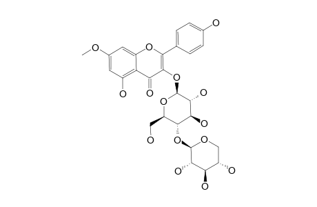 NERVILIFORDIN_A;RHAMNOCITRIN-3-OBETA-D-XYLOPYRANOSYL-(1->4)-BETA-D-GLUCOPYRANOSIDE